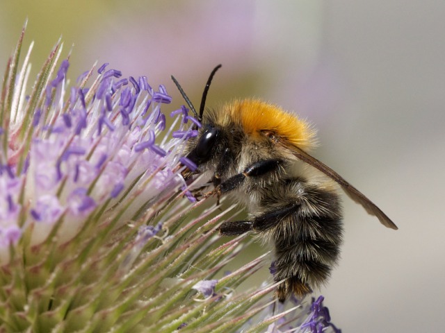 Common Carder Bee on a thistle flower